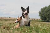 BULL TERRIER MINIATURE 045